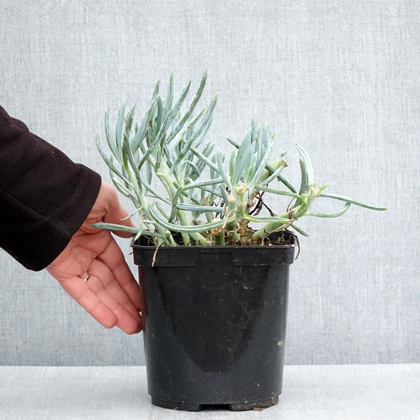 Kalanchoe thyrsiflora Bronze Sculpture 2L/3L pot sample as delivered in spring