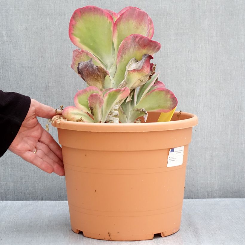 Kalanchoe thyrsiflora - Paddle plant 7.5L/10L pot sample as delivered in autumn