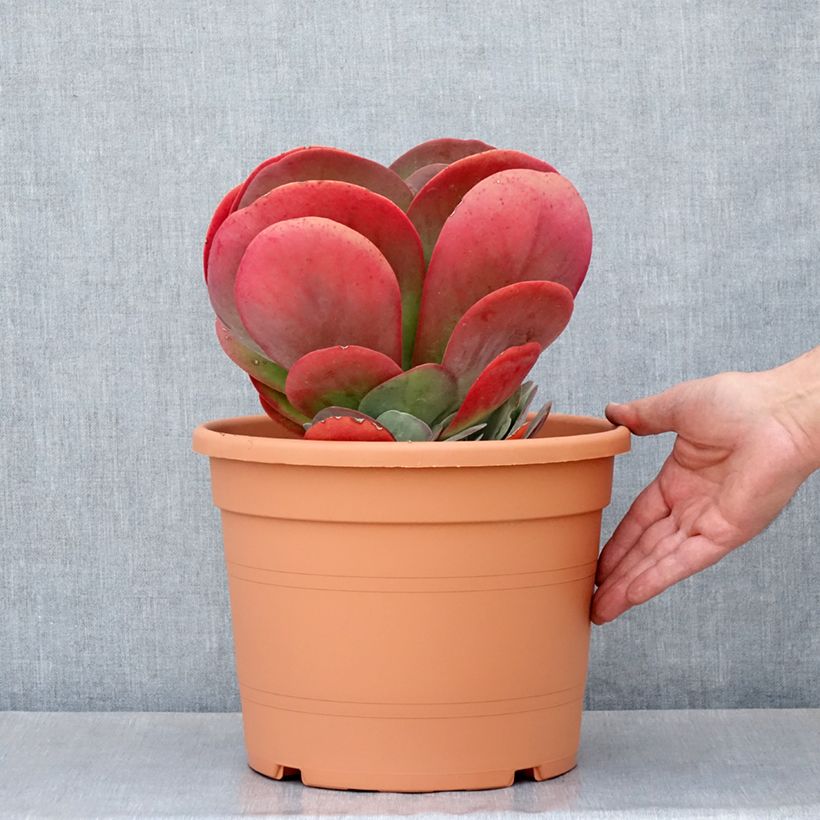 Kalanchoe thyrsiflora - Paddle plant 7.5L/10L pot sample as delivered in summer