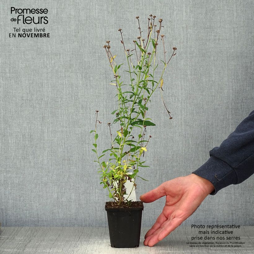 Kalimeris incisa Alba 8/9 cm pot sample as delivered in autumn