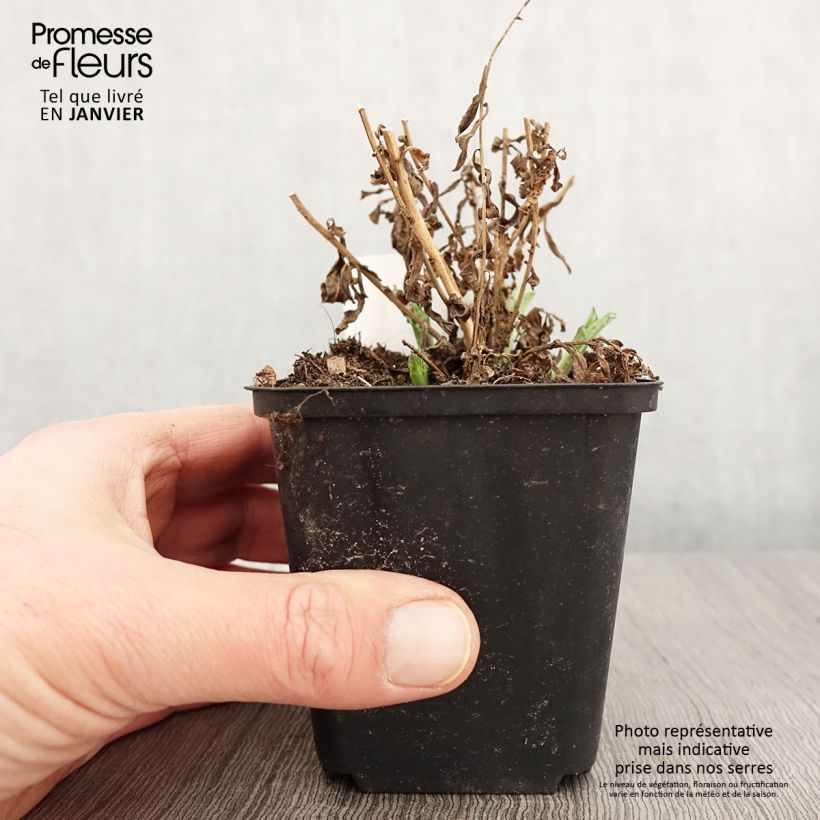 Kalimeris incisa Alba 8/9 cm pot sample as delivered in winter