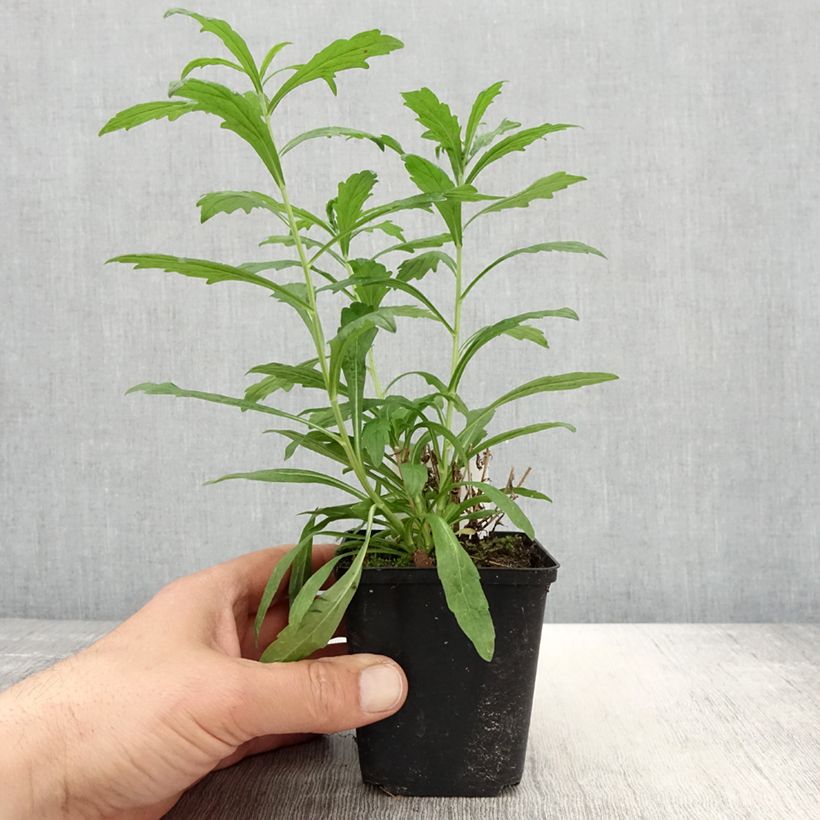 Kalimeris incisa Alba 8/9 cm pot sample as delivered in spring