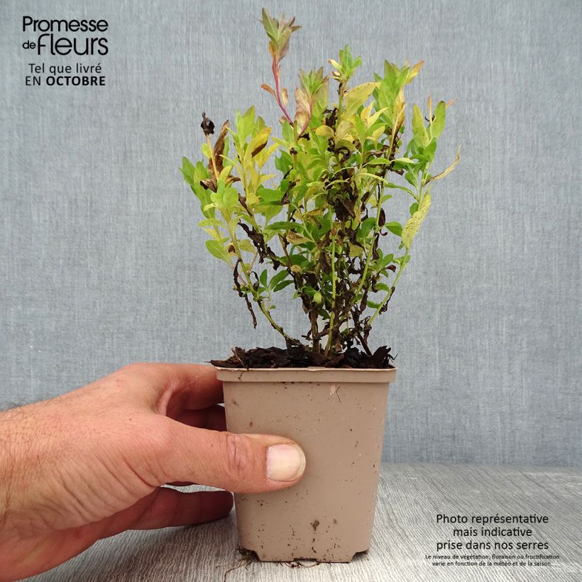 Kalimeris incisa Blue Star 8/9 cm pot sample as delivered in autumn