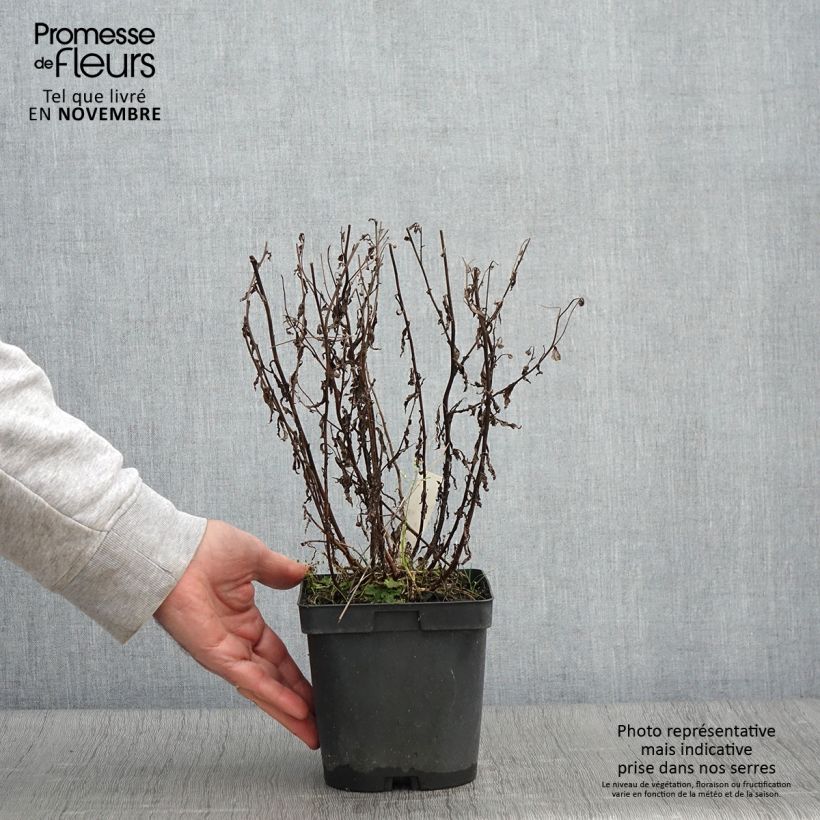 Kalimeris incisa Blue Star 2L/3L pot sample as delivered in autumn
