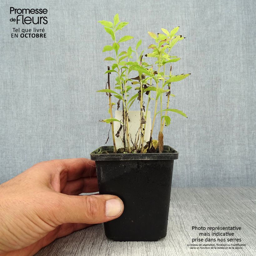 Kalimeris incisa 8/9 cm pot sample as delivered in autumn