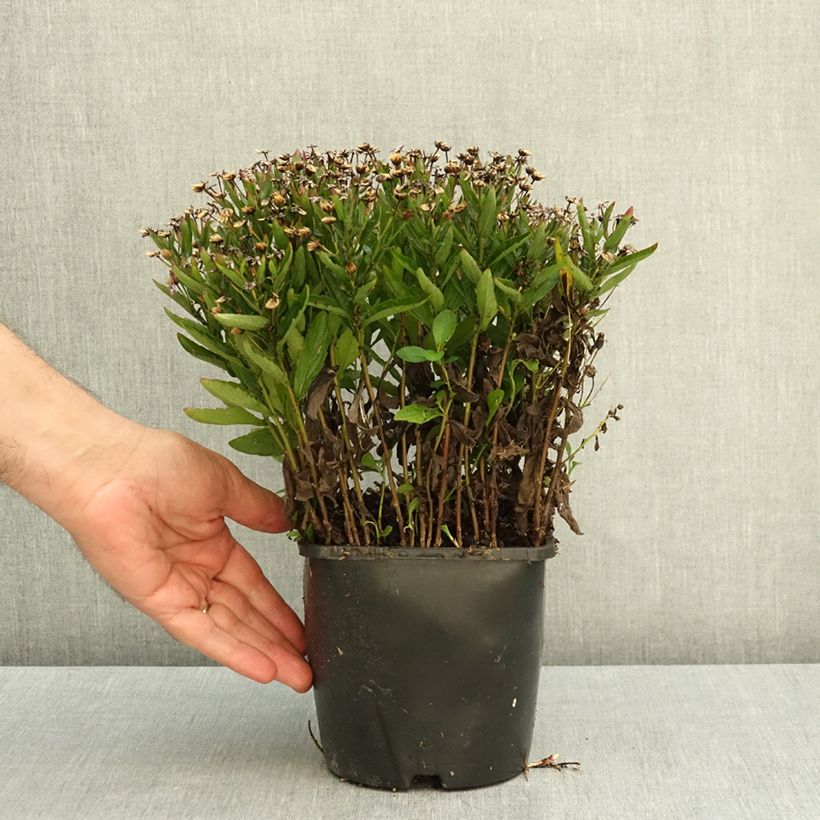 Kalimeris incisa Nana Blue 2L/3L pot sample as delivered in autumn