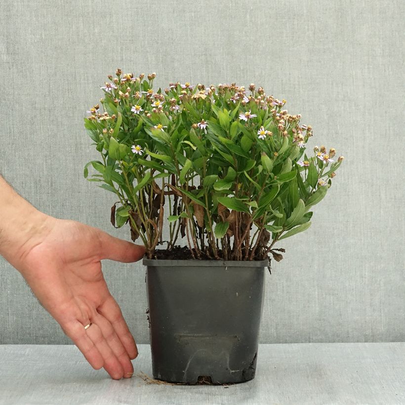 Kalimeris incisa Nana Blue 2L/3L pot sample as delivered in summer