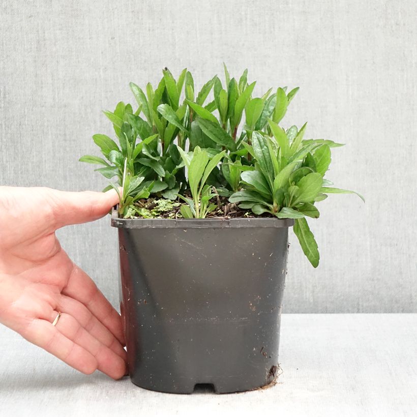 Kalimeris incisa Nana Blue 2L/3L pot sample as delivered in spring