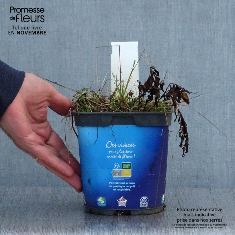 Kalimeris incisa 2L/3L pot sample as delivered in autumn