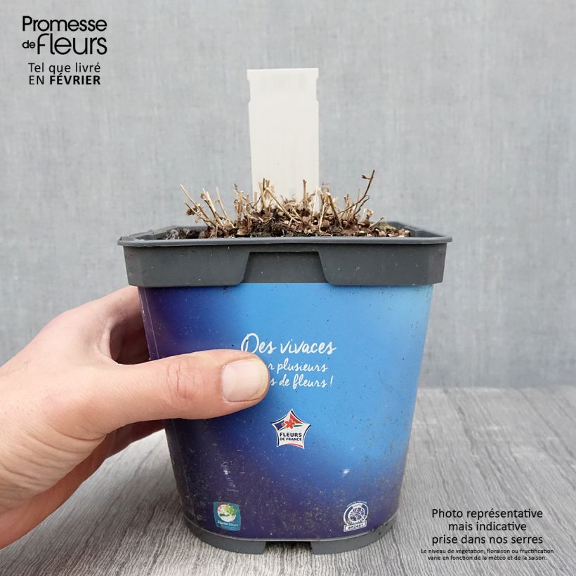 Kalimeris incisa 2L/3L pot sample as delivered in winter