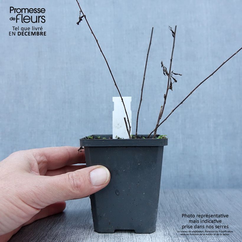 Kalimeris mongolica Antonia 8/9 cm pot sample as delivered in autumn