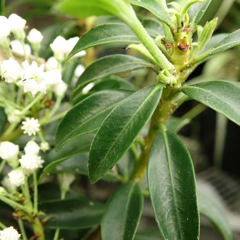 Kalmia latifolia Elf - Mountain Laurel (Foliage)
