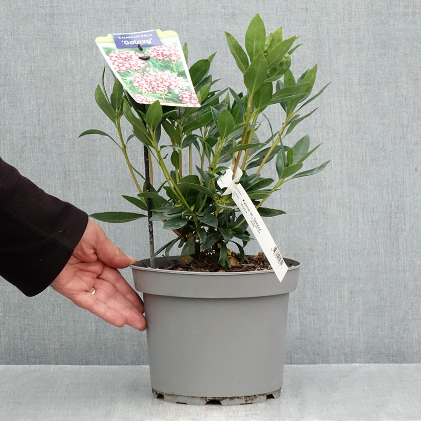Kalmia latifolia Galaxy - Mountain Laurel 4L/5L pot sample as delivered in autumn