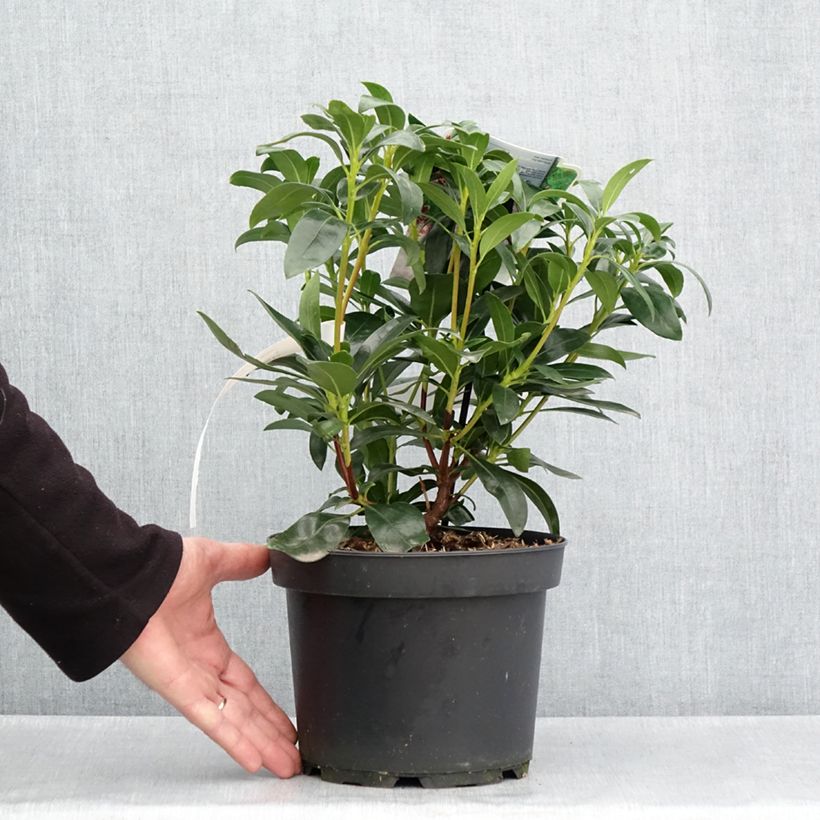 Kalmia latifolia Galaxy - Mountain Laurel 4L/5L pot sample as delivered in spring