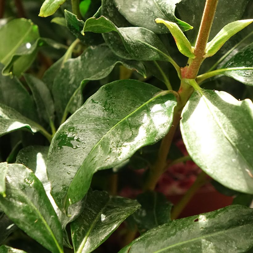Kalmia latifolia Galaxy - Mountain Laurel (Foliage)