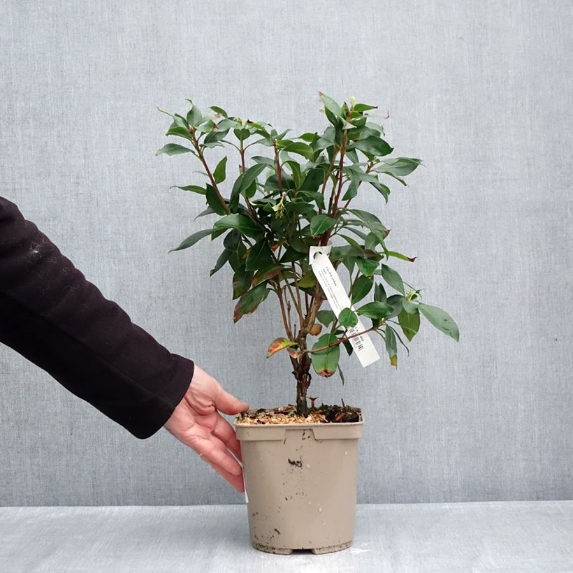 Kalmia latifolia Ideal - Laurier des montagnes Pot de 3L/4L sample as delivered in autumn