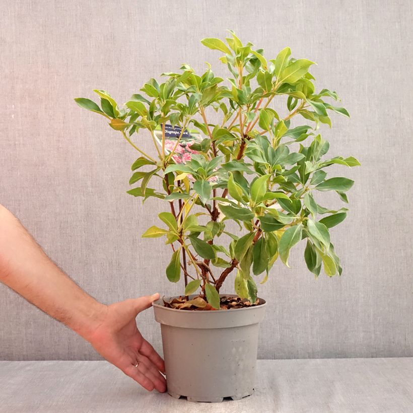 Kalmia latifolia Olympic Fire - Mountain Laurel 3L/4L pot sample as delivered in summer