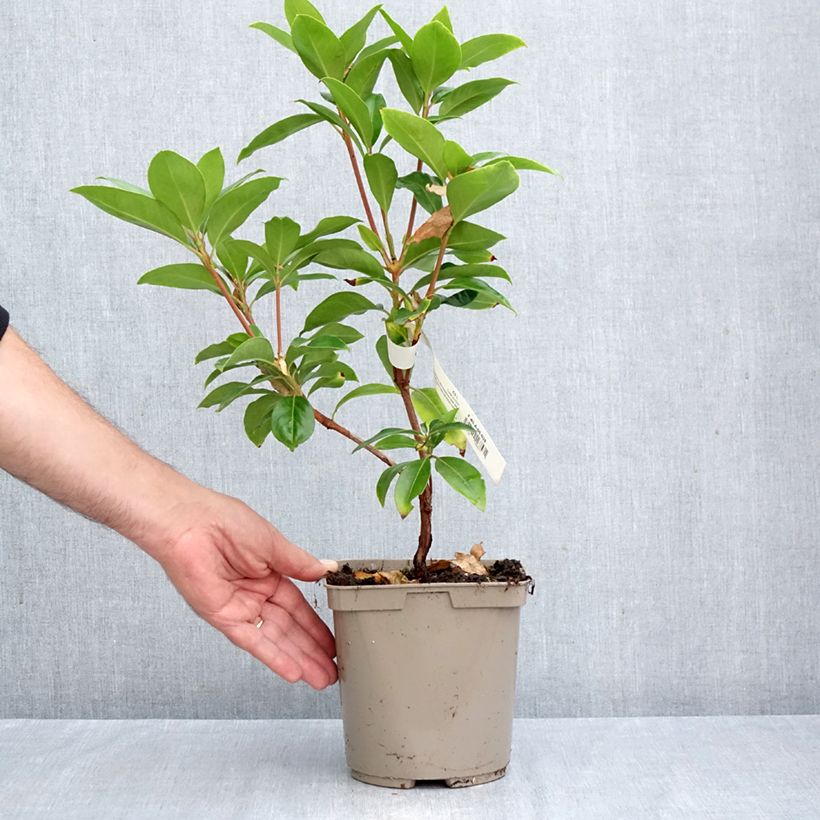Kalmia latifolia Windmill - Mountain Laurel 3L/4L pot sample as delivered in autumn