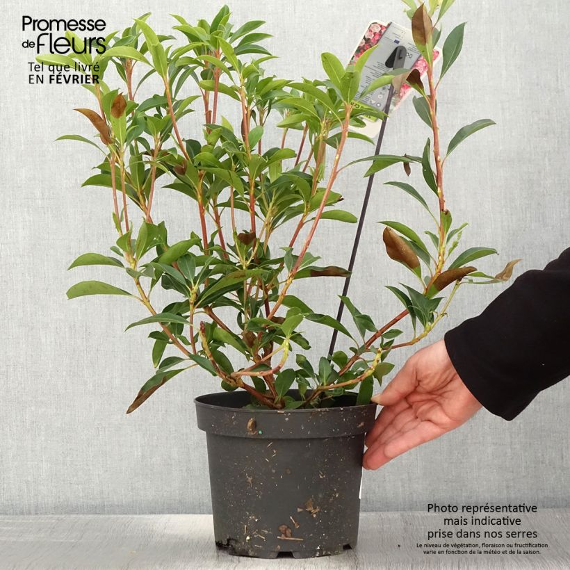 Kalmia latifolia You Can - Mountain Laurel 2L/3L pot sample as delivered in winter