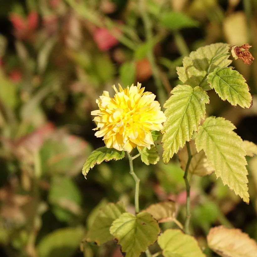 Kerria japonica (Flowering)