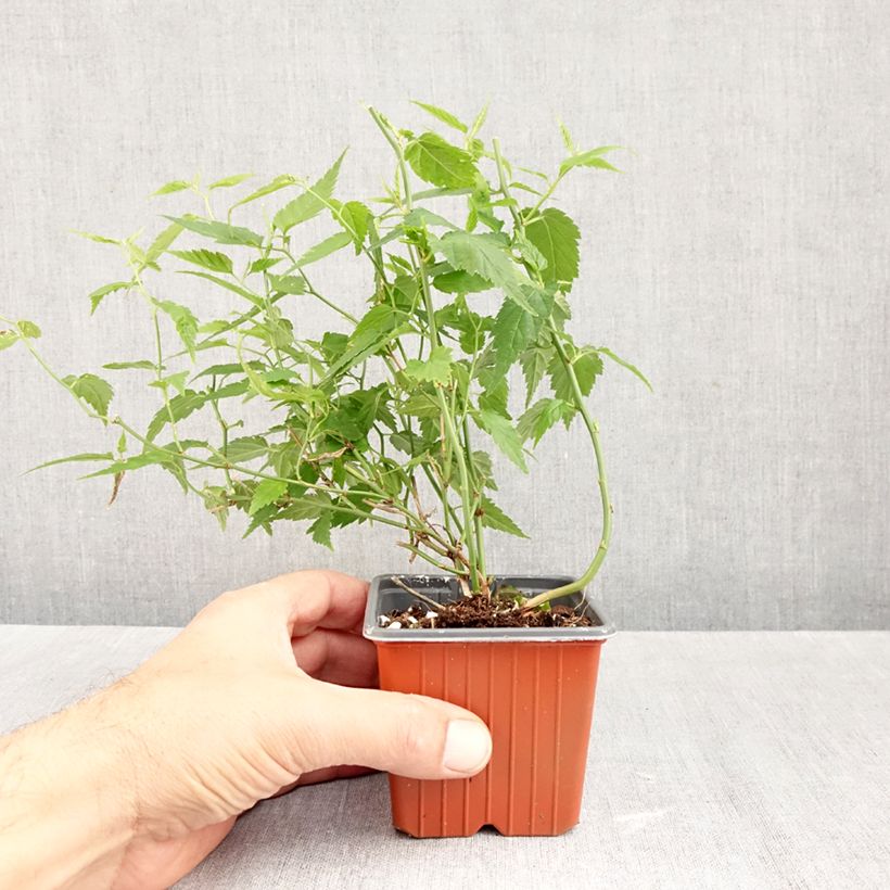 Kerria japonica  8/9 cm pot sample as delivered in autumn