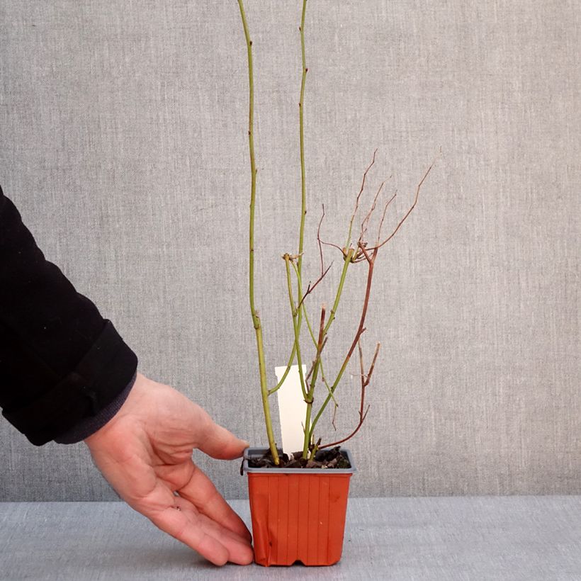 Kerria japonica  8/9 cm pot sample as delivered in winter