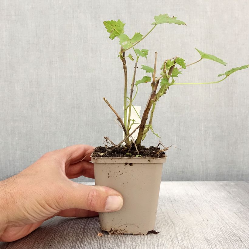 Kitaibelia vitifolia 8/9 cm pot sample as delivered in autumn