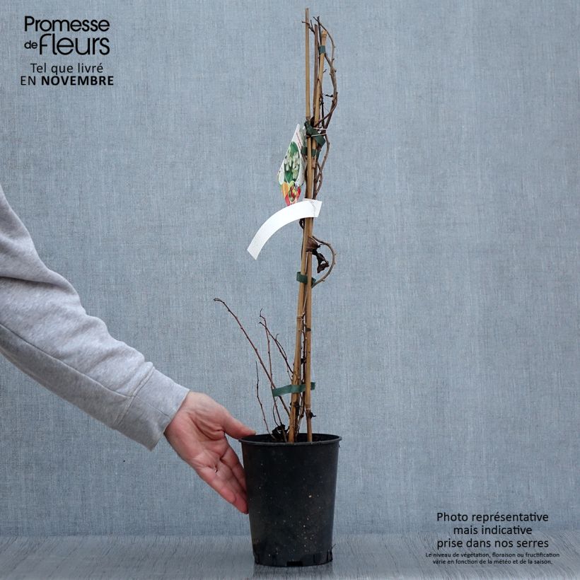 Actinidia arguta Romeo 2L/3L pot sample as delivered in autumn