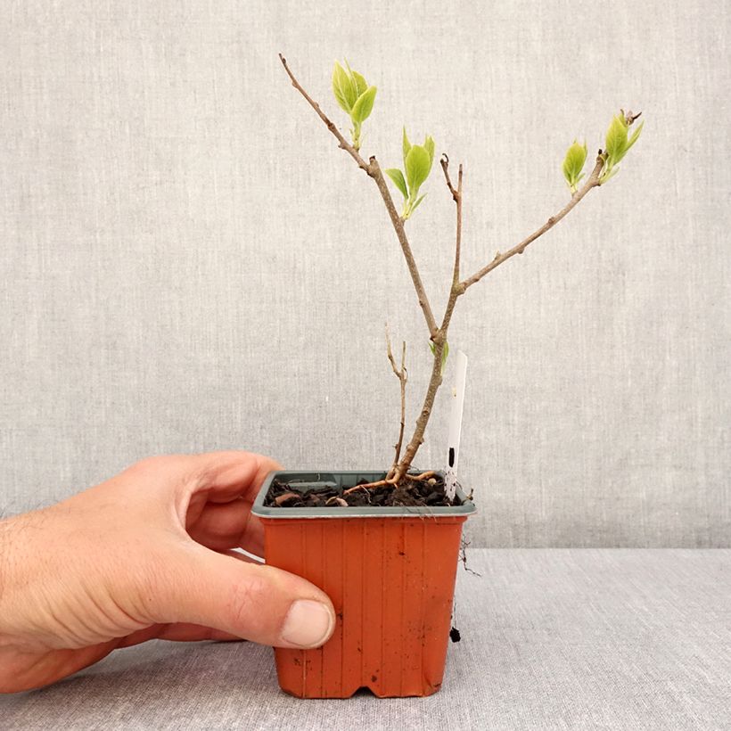 Hardy Kiwi Ananasnaya (female) - Actinidia arguta 8/9 cm pot sample as delivered in spring