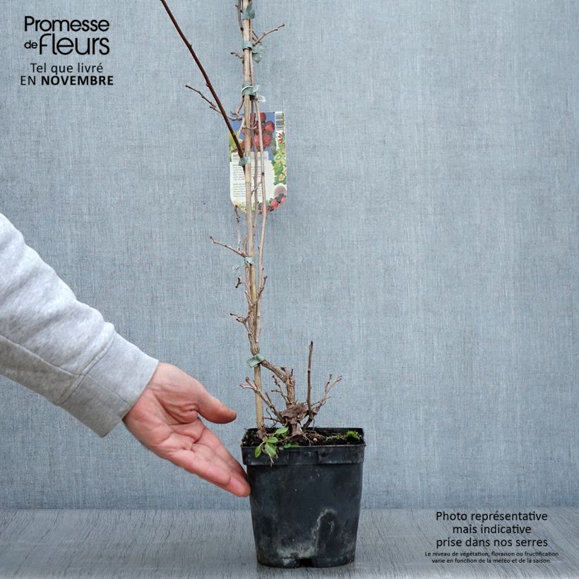 Hardy Kiwi Ananasnaya (female) - Actinidia arguta 1.5L/2L pot sample as delivered in autumn