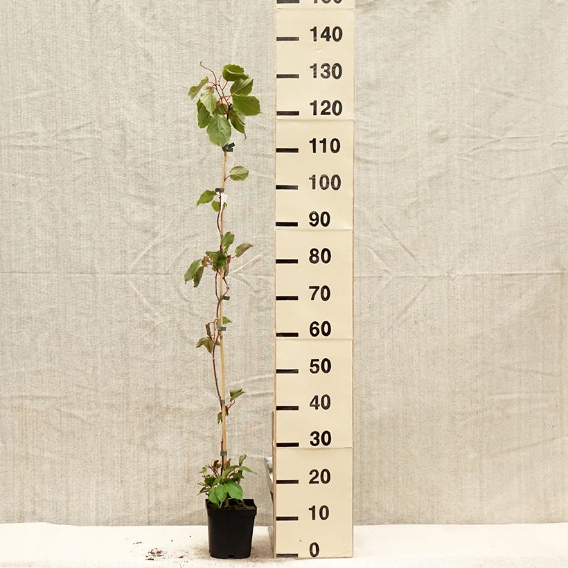 Hardy Kiwi Ananasnaya (female) - Actinidia arguta 1.5L/2L pot sample as delivered in spring