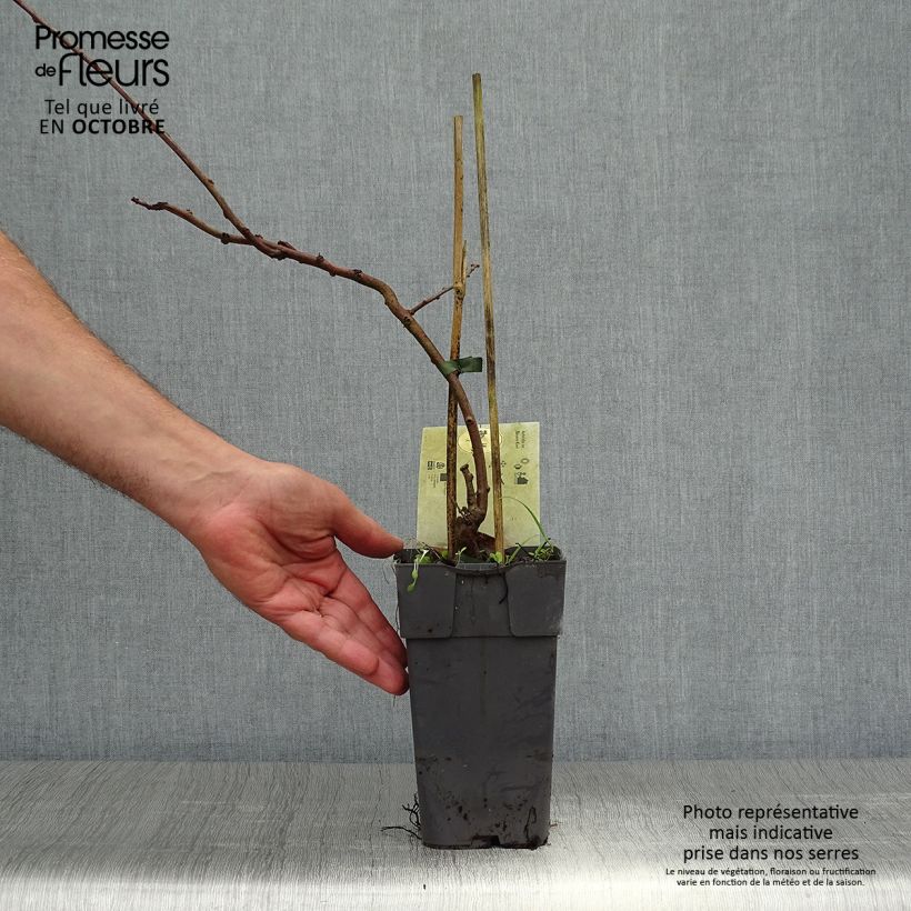 Hardy Kiwi Bayern (female) - Actinidia arguta 2L/3L pot sample as delivered in autumn