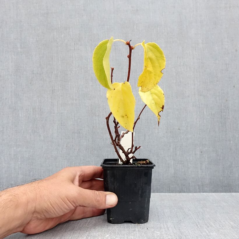 Actinidia arguta Domino 10cm/11cm pot sample as delivered in autumn