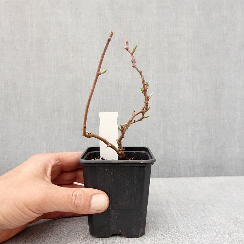 Actinidia arguta Domino 10cm/11cm pot sample as delivered in spring