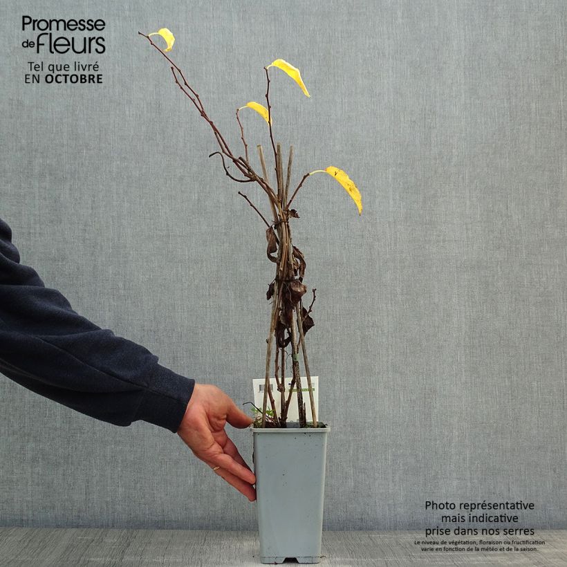 Hardy Kiwi Geneva (self-fertile) - Actinidia arguta 1.5L/2L pot sample as delivered in autumn