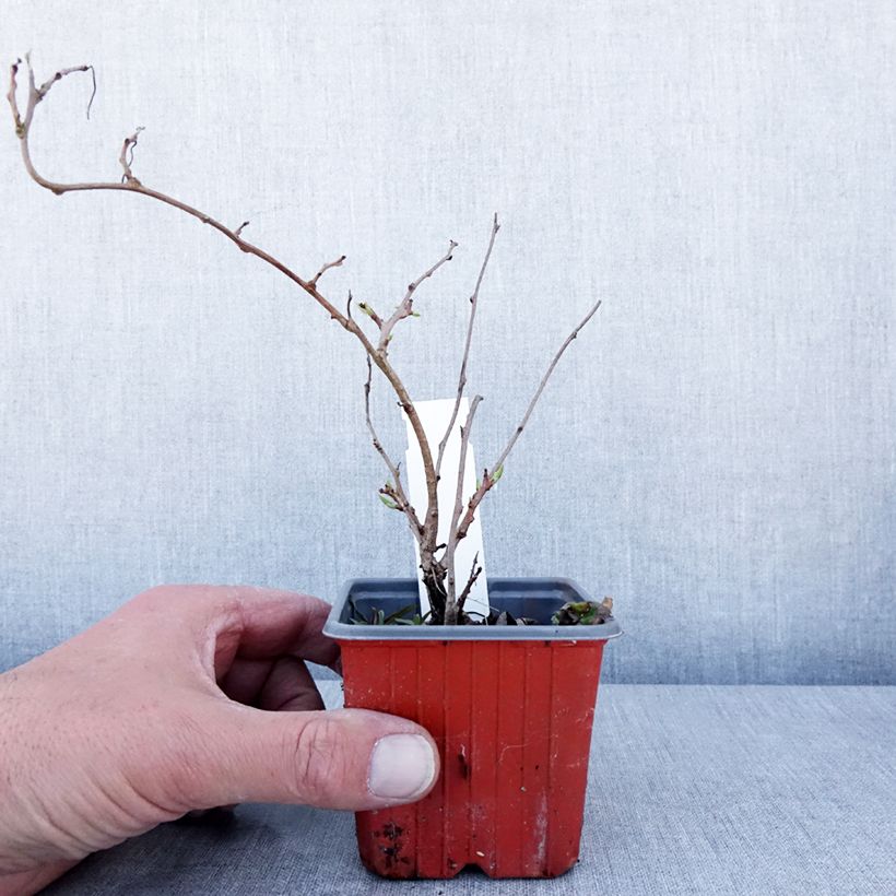 Hardy Kiwi Ken's Red (female) - Actinidia arguta 8/9 cm pot sample as delivered in spring