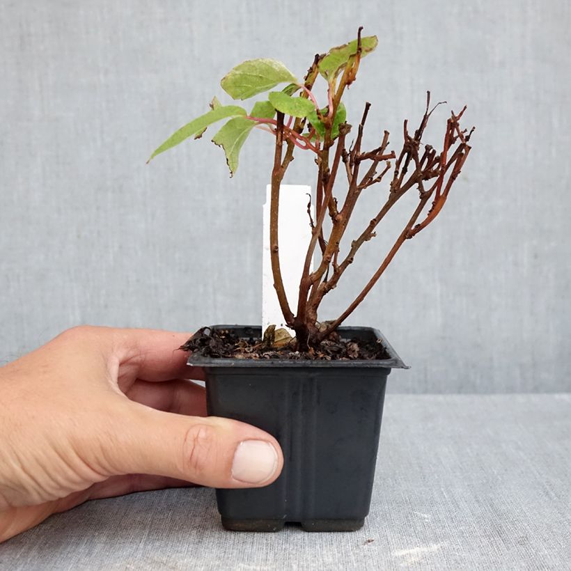Hardy Kiwi Ken's Red (female) - Actinidia arguta 8/9 cm pot sample as delivered in autumn