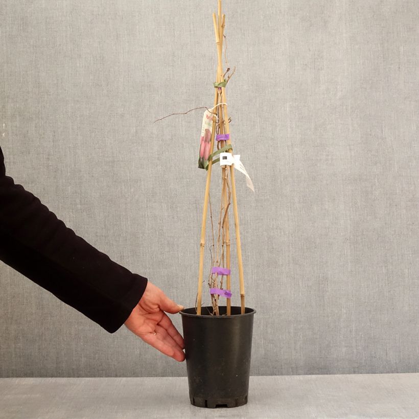 Kiwi Mariered - Actinidia arguta 2L/3L pot sample as delivered in spring