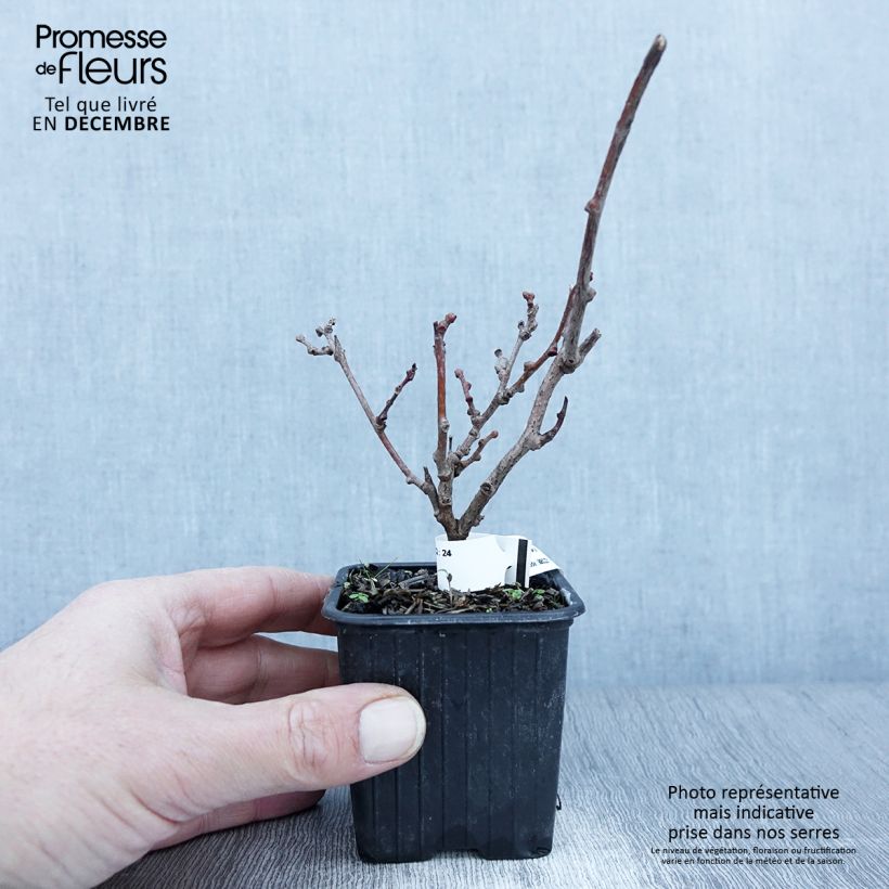 Hardy Kiwi Purpurea (female) - Actinidia arguta 8/9 cm pot sample as delivered in autumn