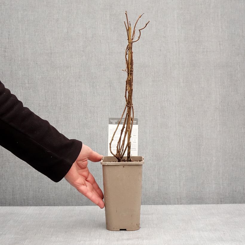 Kiwi Super Issaï - Actinidia arguta (self fertile) 1.5L/2L pot sample as delivered in winter