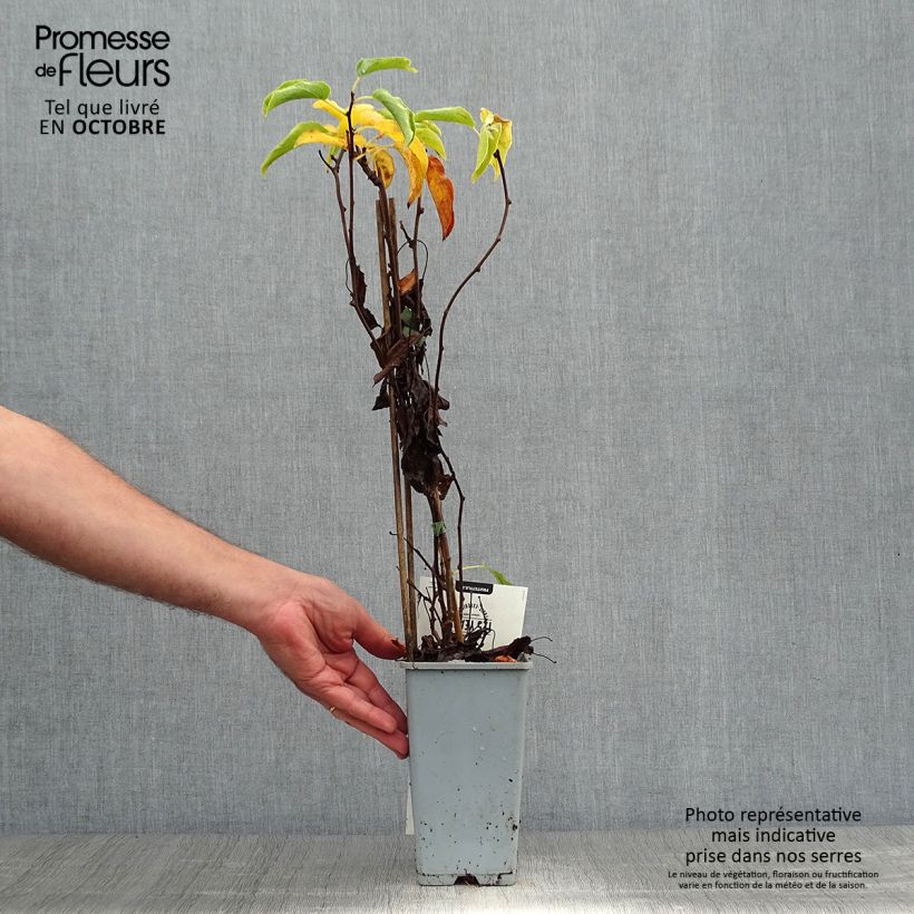 Hardy Kiwi Weikii (male) - Actinidia arguta 1.5L/2L pot sample as delivered in autumn