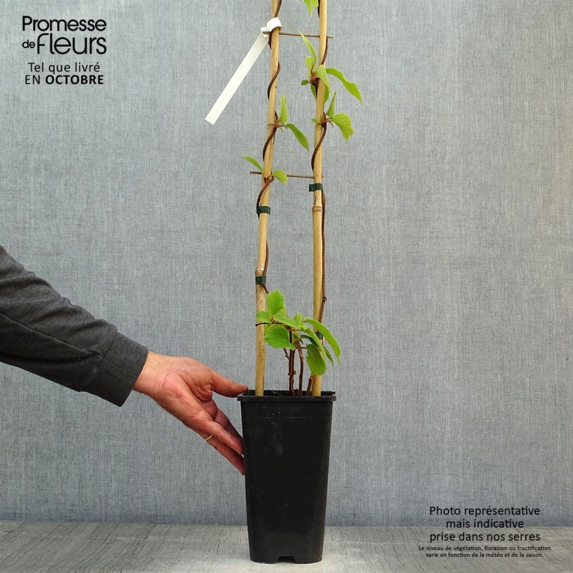 Kiwi Plant Solo (self-fertile) - Actinidia chinensis 3L/4L pot sample as delivered in autumn