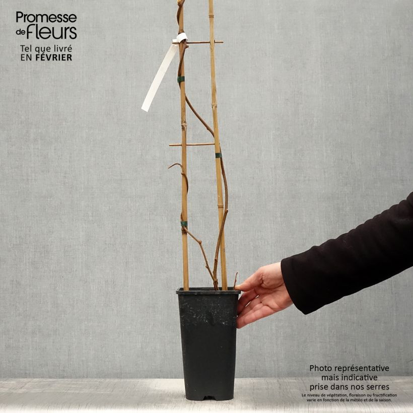 Kiwi Plant Solo (self-fertile) - Actinidia chinensis 3L/4L pot sample as delivered in winter