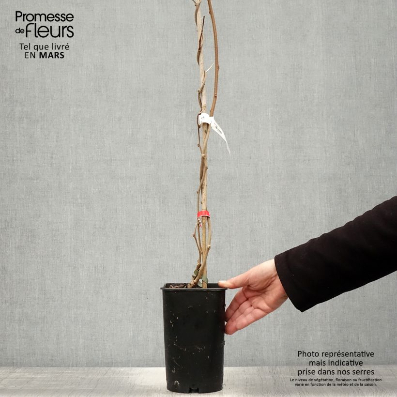 Kiwi Plant Montcap (female) - Actinidia deliciosa 2L/3L pot sample as delivered in spring