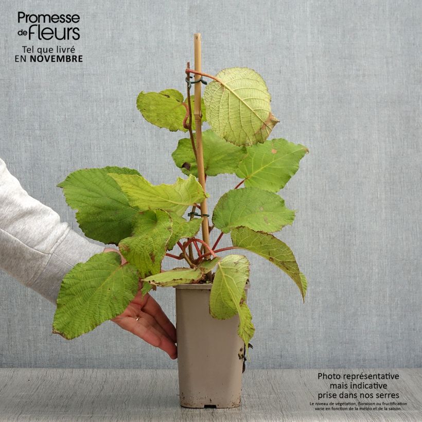 Kiwi Plant Petit Homme (male) - Actinidia deliciosa 2L/3L pot sample as delivered in autumn