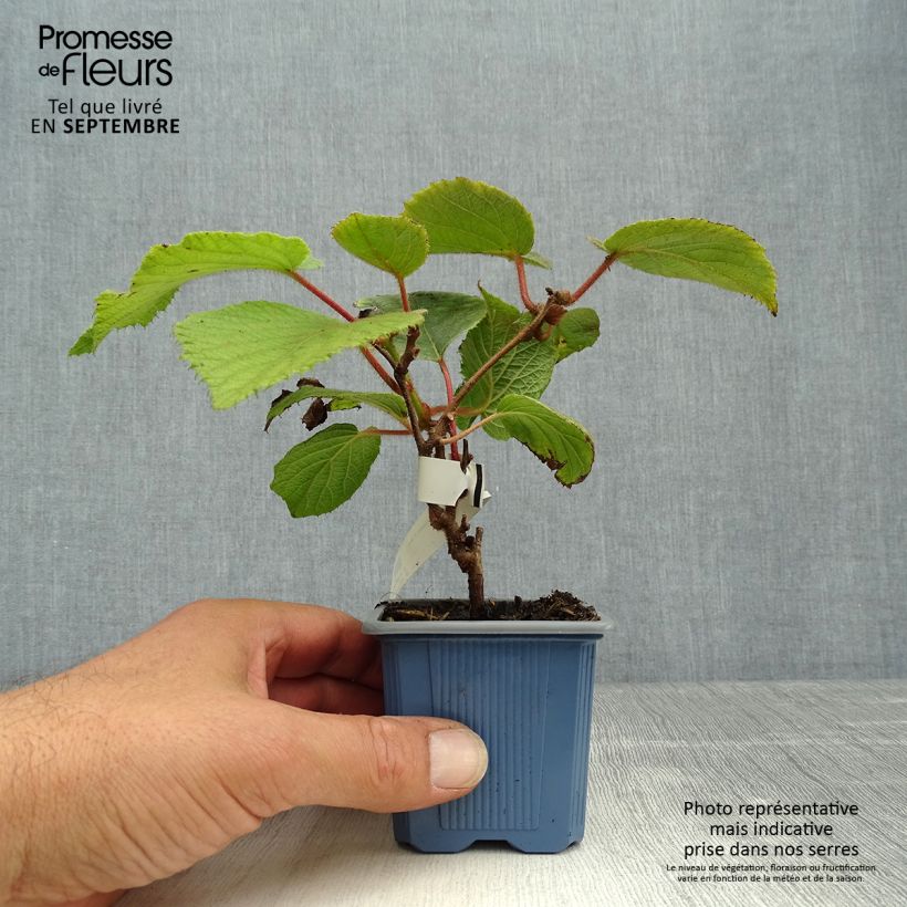 Kiwi Plant Bruno (female) - Actinidia chinensis 8/9 cm pot sample as delivered in autumn