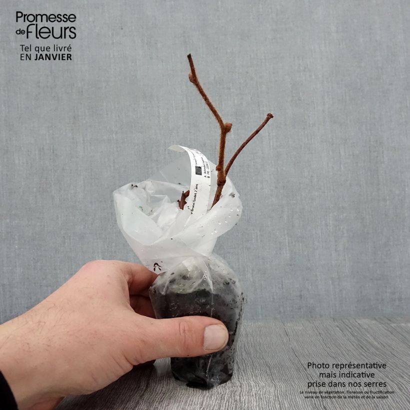 Kiwi Plant Bruno (female) - Actinidia chinensis 8/9 cm pot sample as delivered in winter