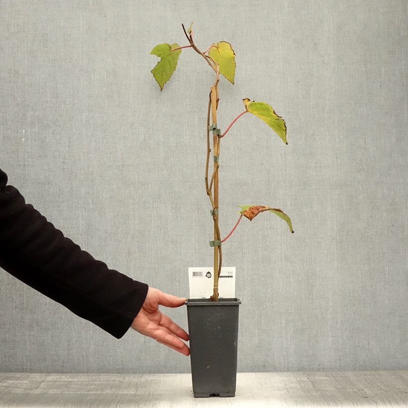 Kiwi Plant Bruno (female) - Actinidia chinensis 1.5L/2L pot sample as delivered in autumn