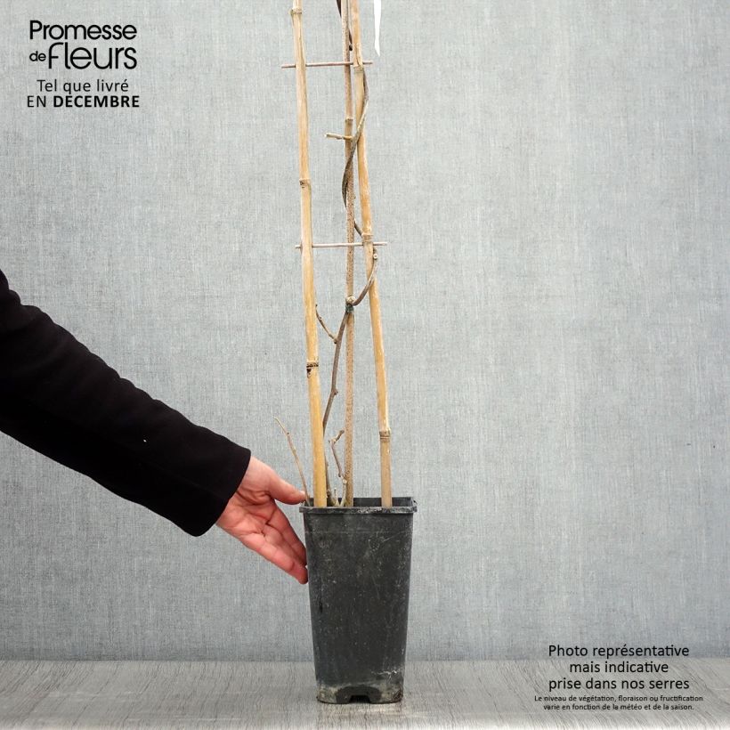 Kiwi Plant Monty (female) - Actinidia deliciosa 2L/3L pot sample as delivered in autumn