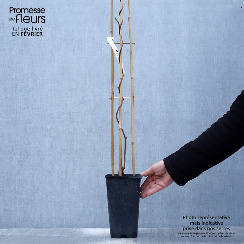 Kiwi Plant Monty (female) - Actinidia deliciosa 2L/3L pot sample as delivered in winter